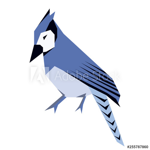 Blue Jay Vector At Vectorified.com 