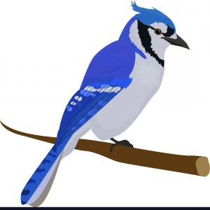 Blue Jay Bird Isolated On White Background Vector Wallkeeper 300x300 Blue Jay Bird Isolated On White Background Vector Wallkeeper