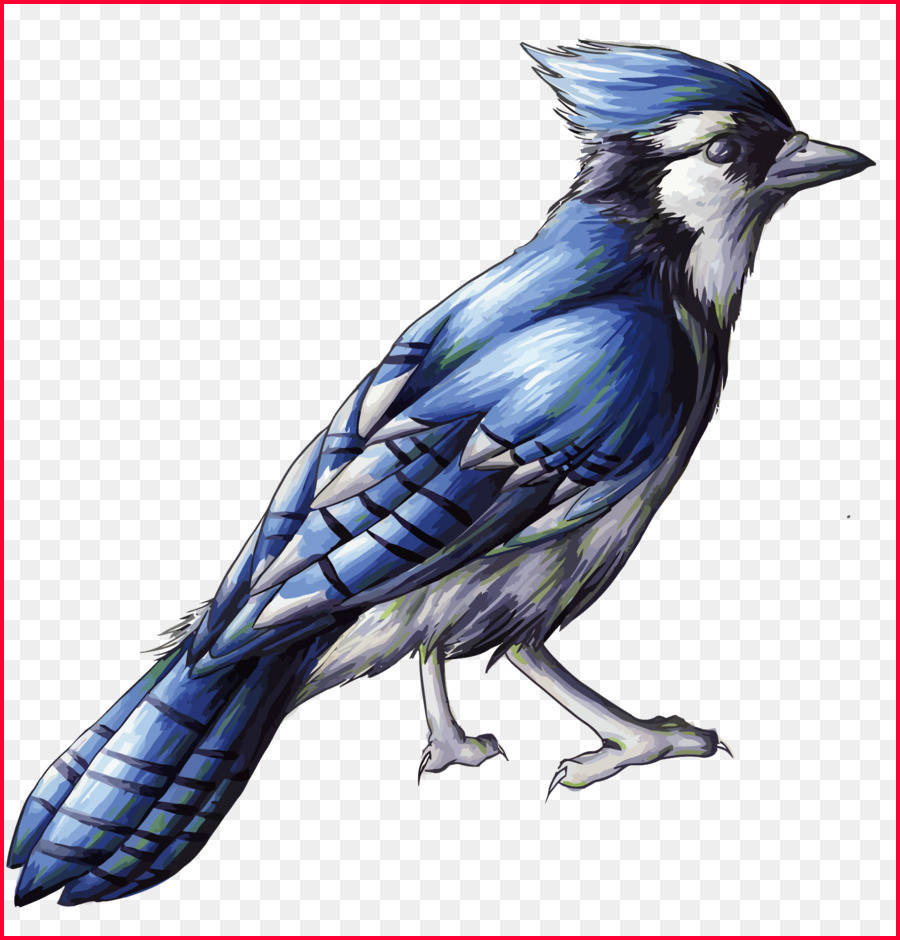 Blue Jay Drawing Bird Drawing Blue Jay Clip Art Vector Blue 900x940 Blue Jay Drawing Bird Drawing Blue Jay Clip Art Vector Blue
