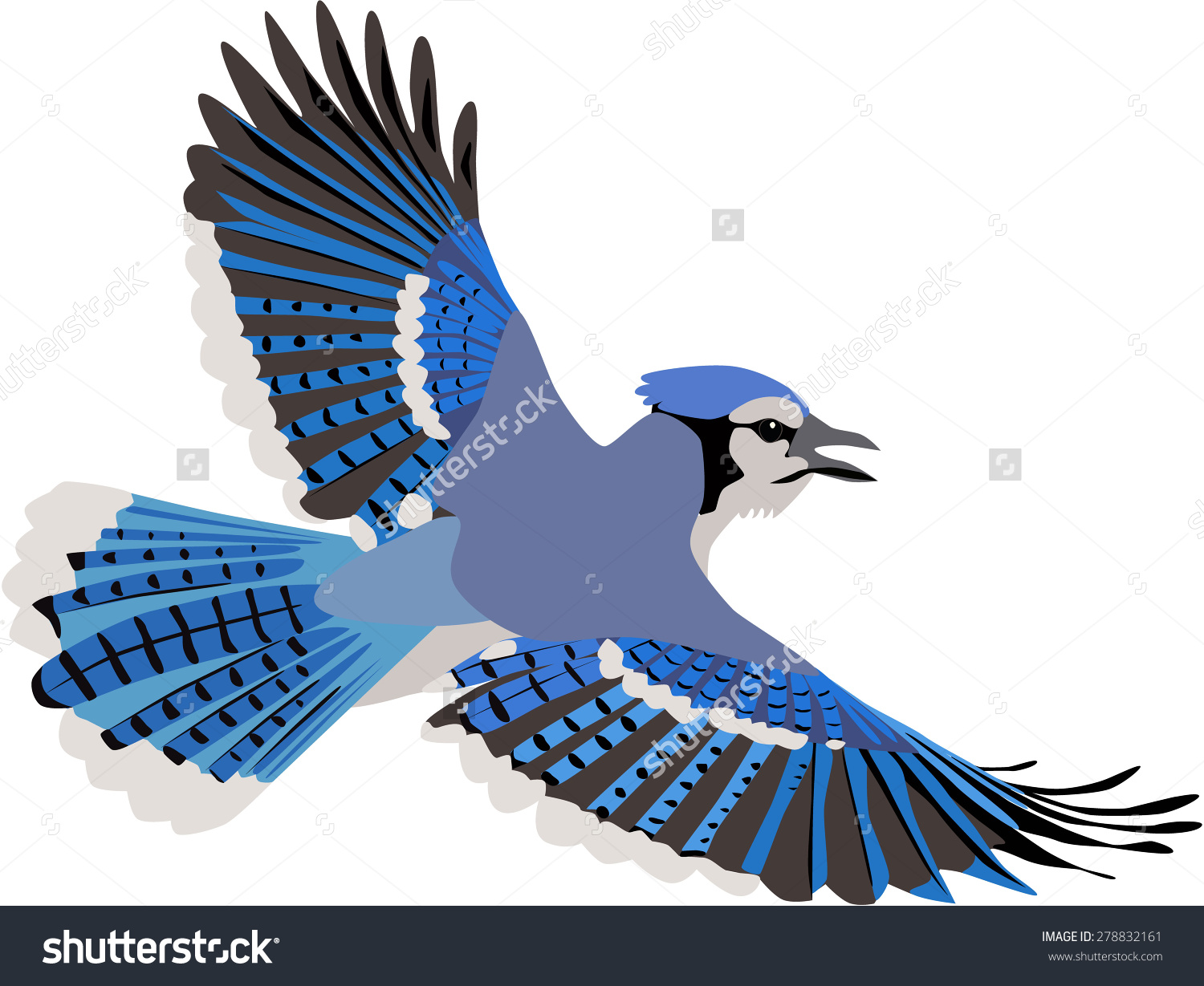 Blue Jay Flying Clipart 1500x1229 Blue Jay Flying Clipart