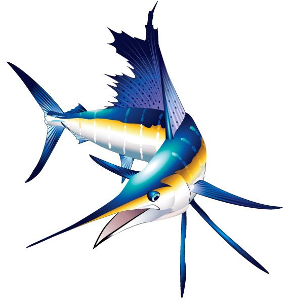 575x600 Marlin Clipart Saltwater Sport Fish Illustrations Clipart