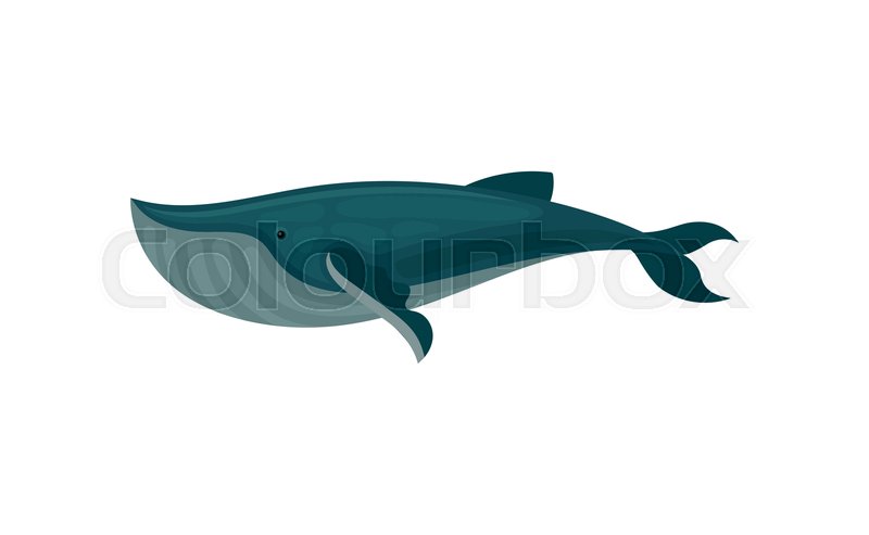 800x493 Cartoon Icon Of Blue Whale, Side View Stock Vector Colourbox