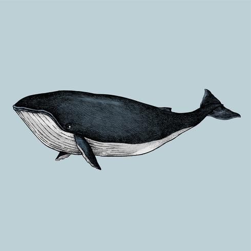 490x490 Hand Drawn Sketch Of A Whale