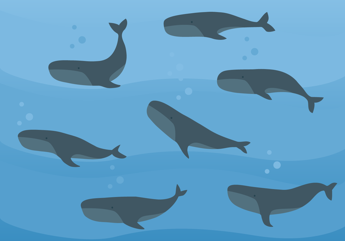 700x490 Whale Free Vector Art