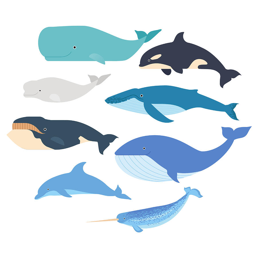 900x900 Whales And Dolphin Set Marine Mammals Illustration Narwhal, Blue