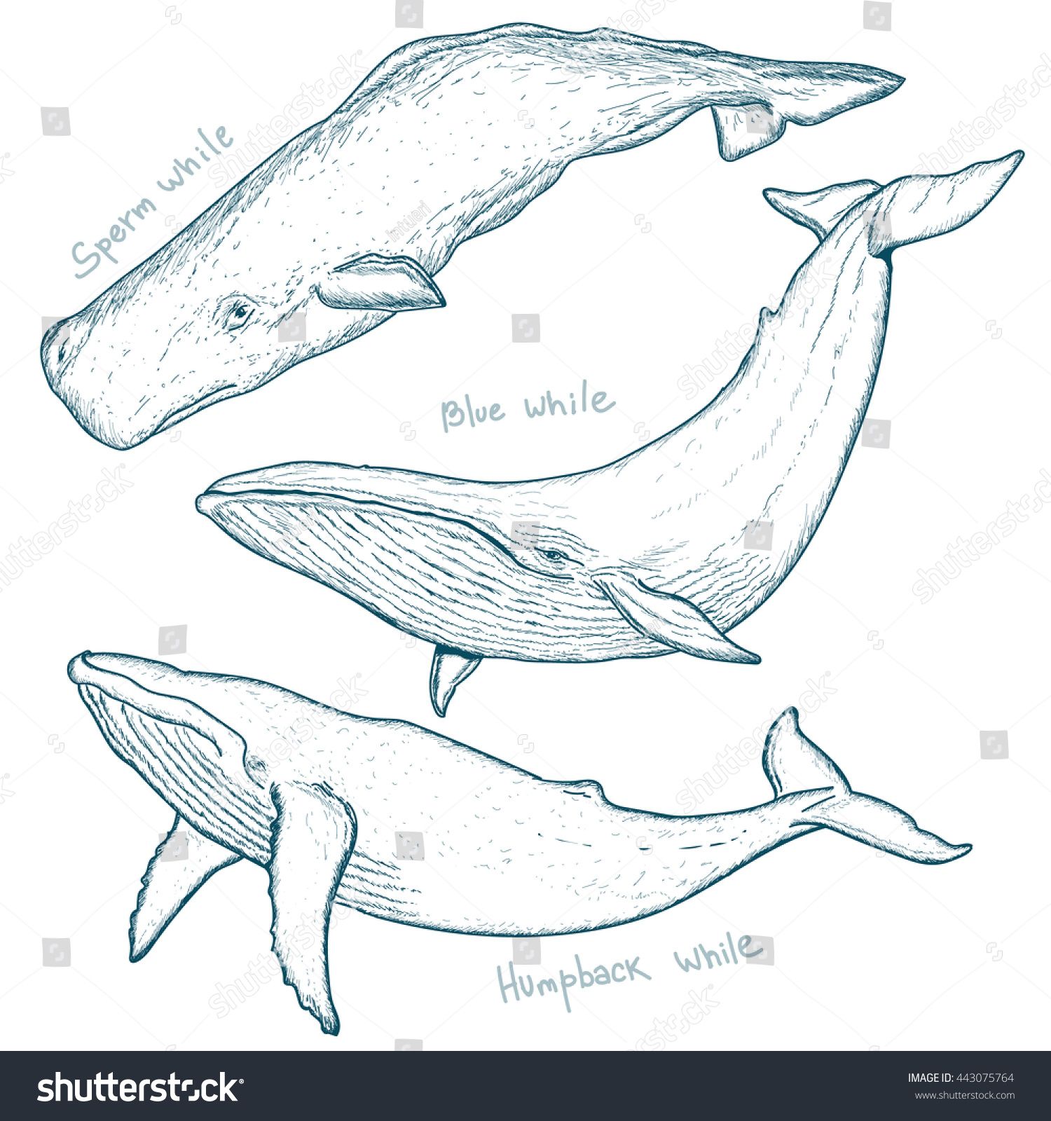 1500x1600 Whales Set Humpback Whale Blue Whale Sperm Whale Hand Drawn Vector