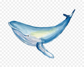 350x280 Blue Whale