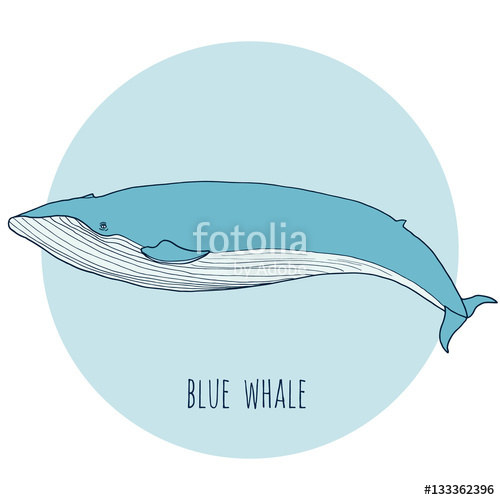 500x500 Blue Whale Vector Illustration Hand Drawn, Isolated On White