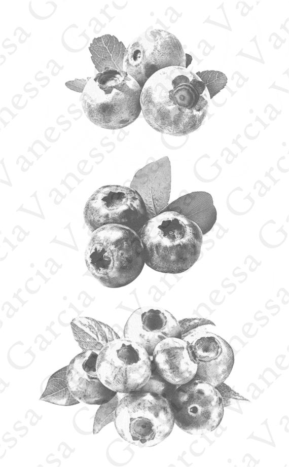 Blueberry Vector