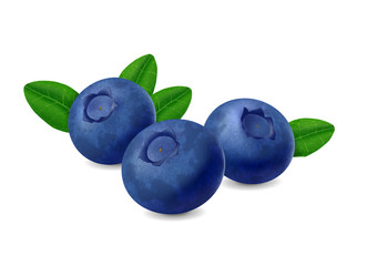331x240 Blueberry Vector Photos, Royalty Free Images, Graphics, Vectors