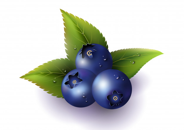 626x442 Blueberry Branch, Leaves And Berries Isolated On White Background