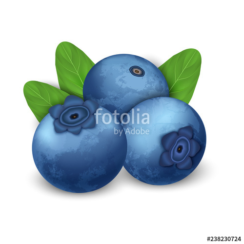 Blueberry Vector at Vectorified.com | Collection of Blueberry Vector ...