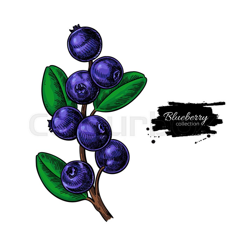 800x800 Blueberry Vector Drawing Isolated Stock Vector Colourbox