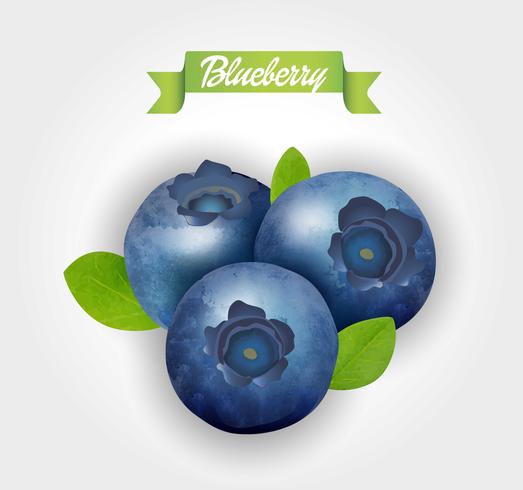 523x490 Blueberry Vector Illustration
