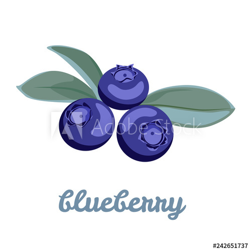 500x500 Blueberry Vector Simple Illustration Of Forest Berries