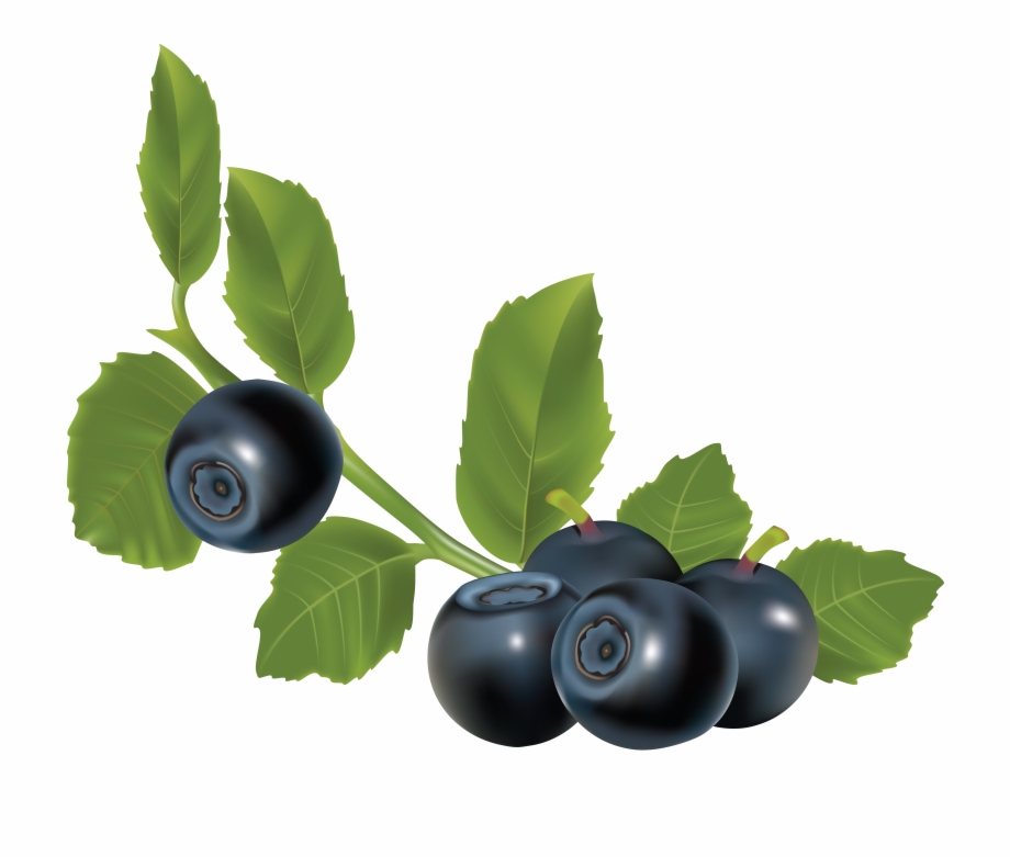 920x781 Free Single Blueberry Png