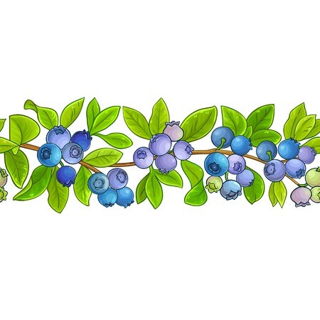 450x450 Blueberry Vector Horizontal Pattern On White Background Royalty