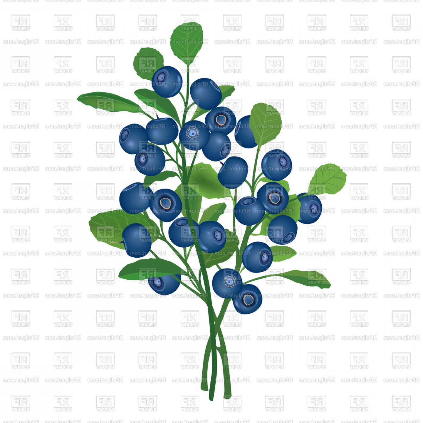 1440x1440 Blueberry Branch Isolated Berries Vector Clipart Catchsplace