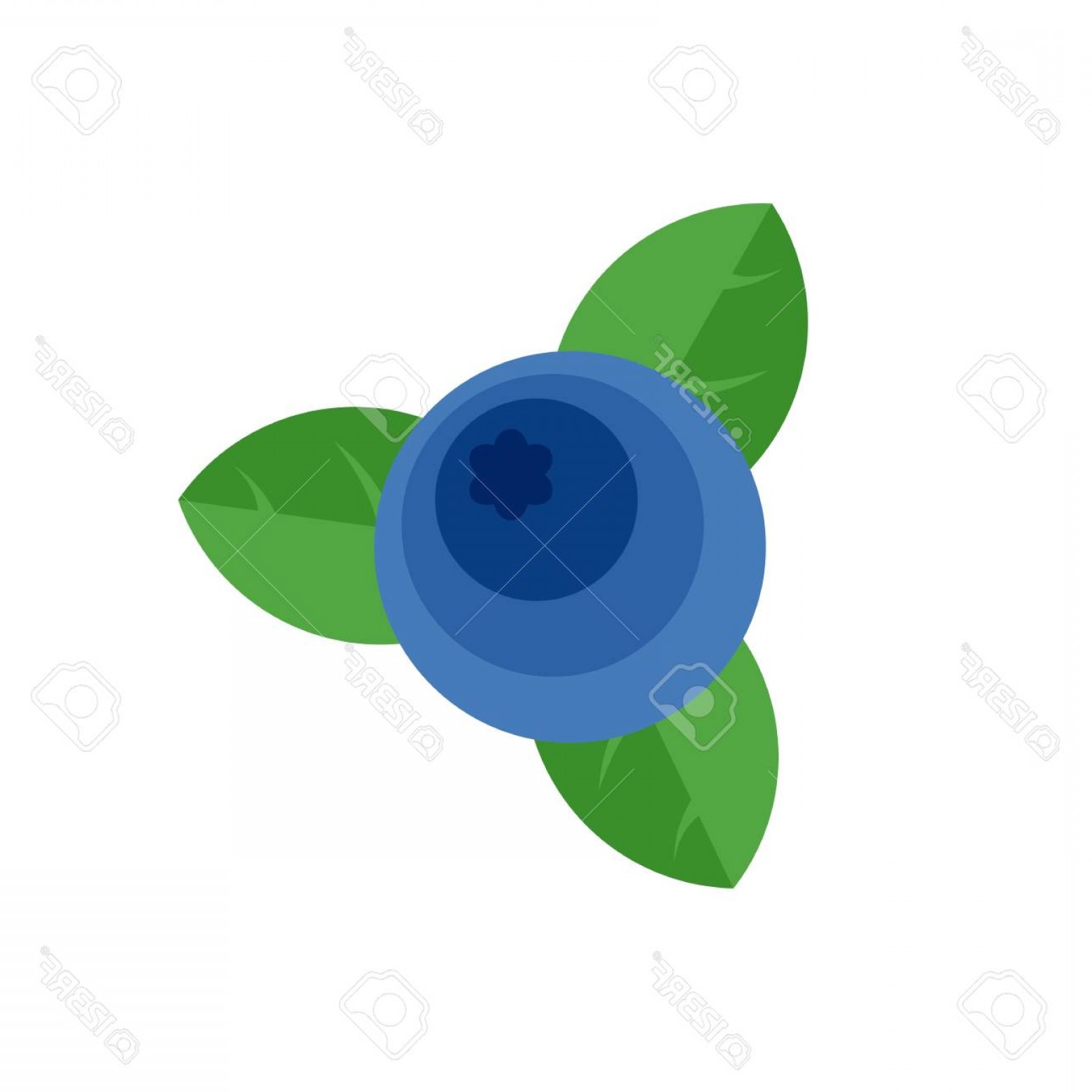 1560x1560 Blueberry Vector Catchsplace