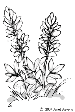 Bluebonnet Vector