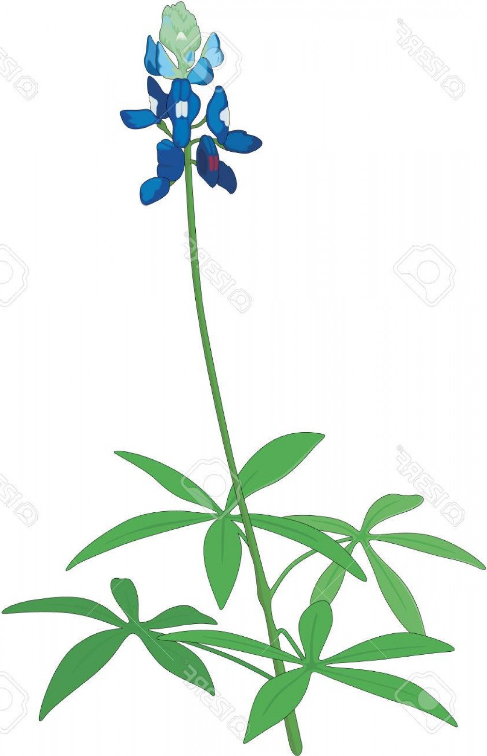 1005x1560 Bluebonnet Vector Catamart