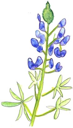 236x411 Collection Of 'blue Bonnet Drawing' Download More Than Images