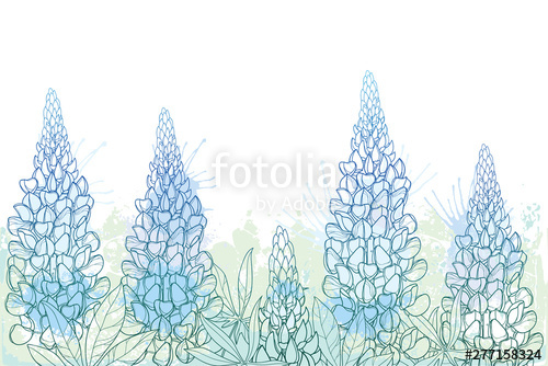 500x334 Field Of Outline Lupin Or Lupine Or Texas Bluebonnet Flower Bunch