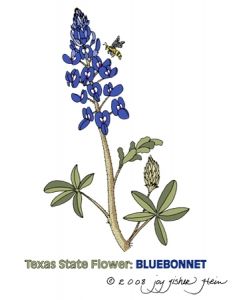233x300 How To Draw A Bluebonnet Vector Magz Free Download Vector