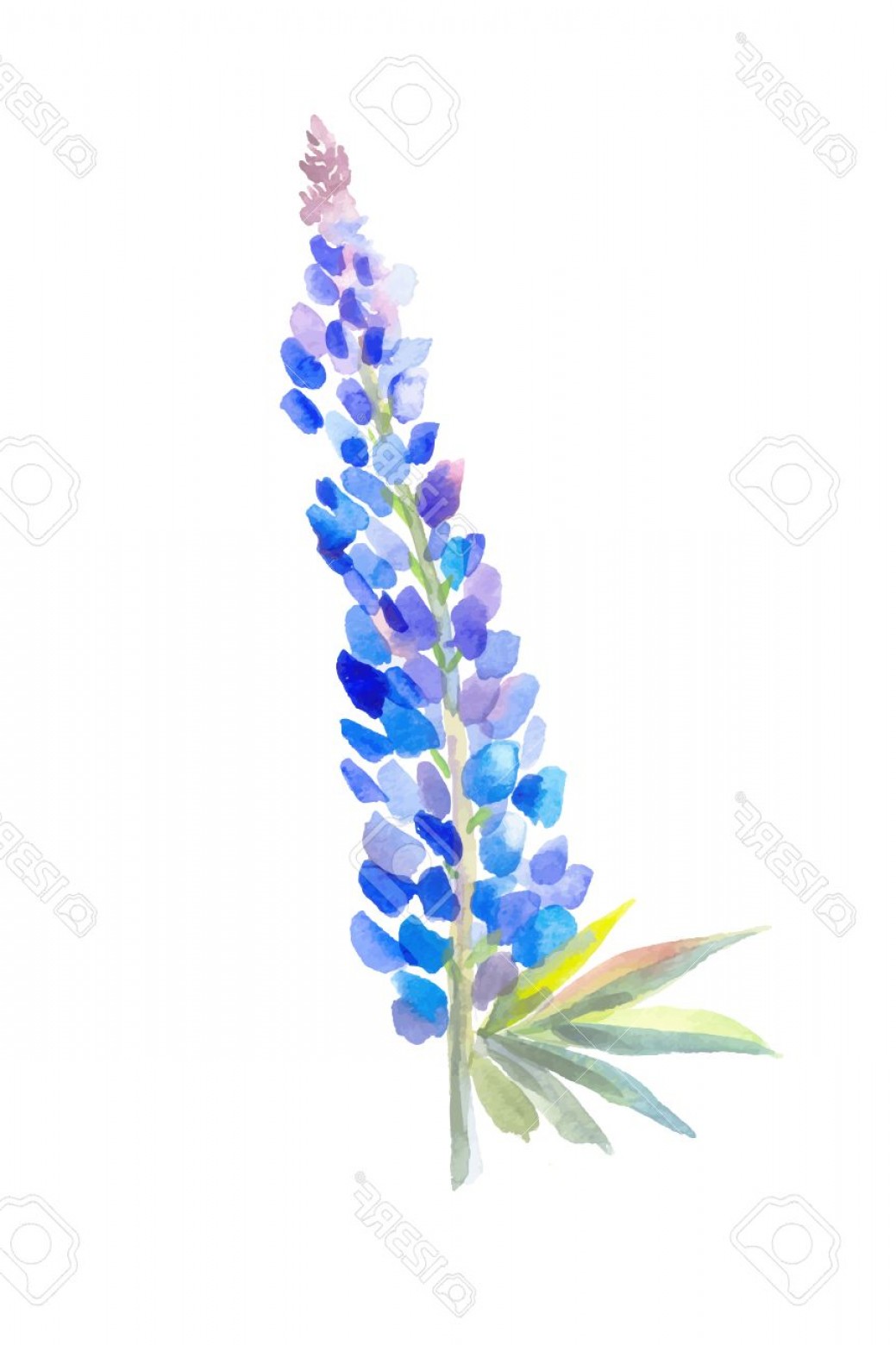 1039x1560 Photostock Vector Watercolor Drawing Botanical Flower Lupine
