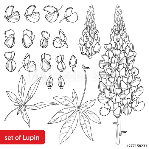 500x500 Set With Outline Lupin Or Lupine Or Bluebonnet Flower Bunch, Bud