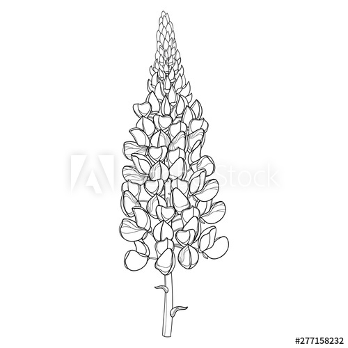 500x500 Stem With Outline Lupin Or Lupine Or Bluebonnet Ornate Flower