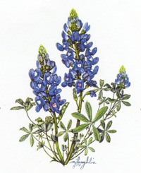 200x245 Texas Bluebonnet Clipart