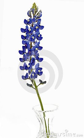 274x450 Blue Bonnet Vector
