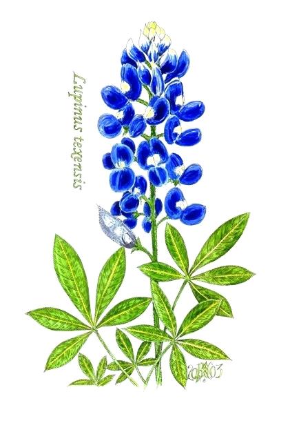 421x626 Texas Flowers Blue Bonnet Vector