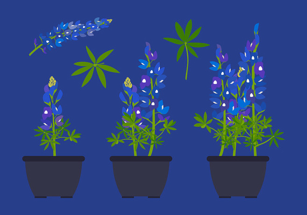 632x443 Bluebonnet Flower Plant Free Vector Free Vector Download