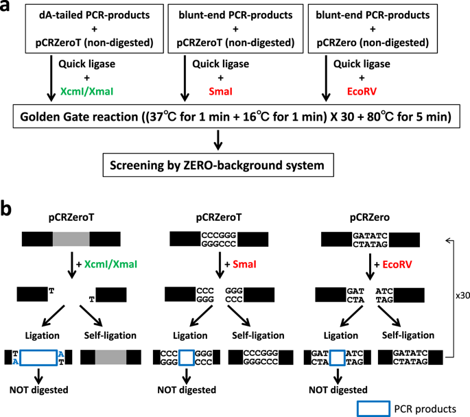 A Novel Series Of High Efficiency Vectors For Ta Cloning And Blunt 685x608 A Novel Series Of High Efficiency Vectors For Ta Cloning And Blunt