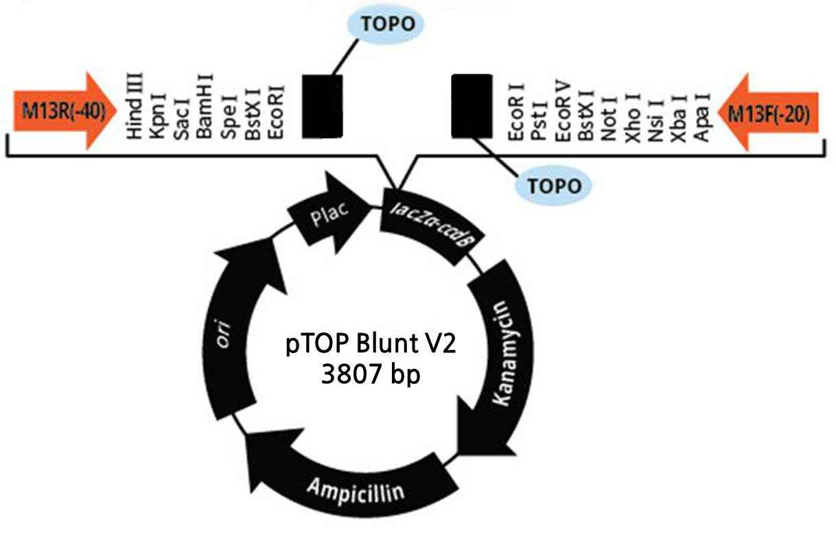 Restriction Enzyme, Reverse Transcriptase, Real Time Qpcr, Gene 1218x776 Restriction Enzyme, Reverse Transcriptase, Real Time Qpcr, Gene