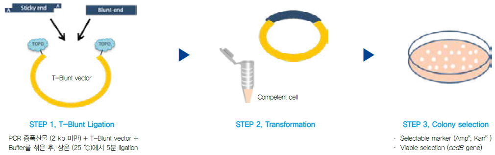 T Blunt Pcr Cloning Kit 1010x316 T Blunt Pcr Cloning Kit
