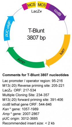 T Pcr Cloning Kit 250x438 T Pcr Cloning Kit
