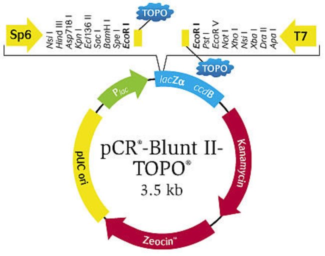 Zero Blunt Topo Pcr Cloning Kit, With Pcr Blunt Ii Topo Vector 650x512 Zero Blunt Topo Pcr Cloning Kit, With Pcr Blunt Ii Topo Vector