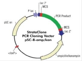 Psc B Ampkan Blunt Vector With Inserted Pcr Product Download 272x202 Psc B Ampkan Blunt Vector With Inserted Pcr Product Download