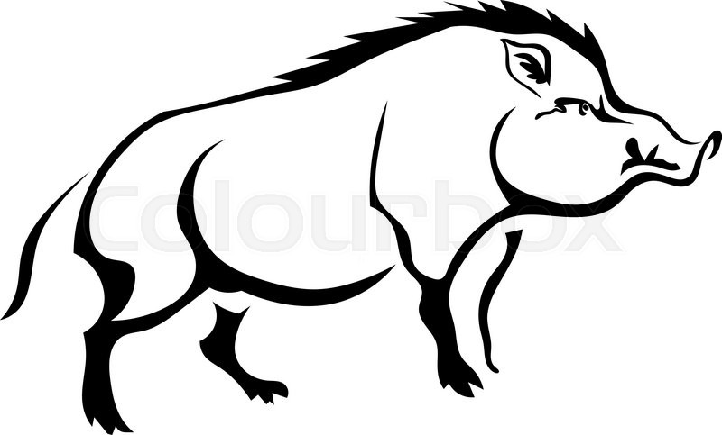 800x483 Black Silhouette Wild Boar On White Stock Vector Colourbox