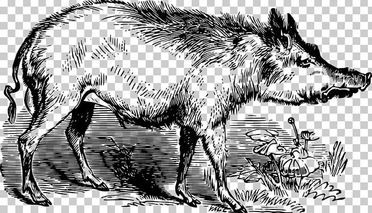 728x418 Wild Boar Tiger Boar Hunting Png, Clipart, Animal, Animals, Boar