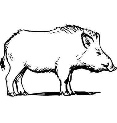 380x400 Wild Boar Vector Boar In Wild Boar, Animal Drawings, Drawings