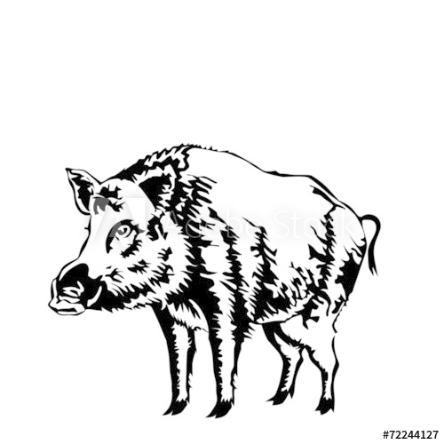 500x500 Black And White Boar Vector Illustration