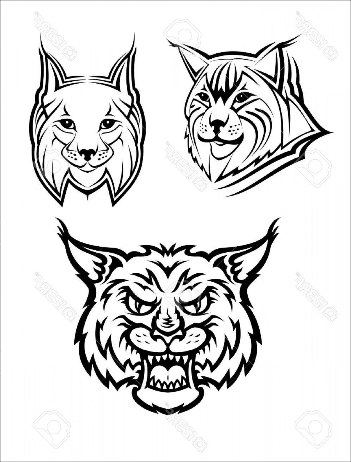 1185x1560 Photostock Vector Head Logo Of A Wild Bobcat Or Lynx For Masot