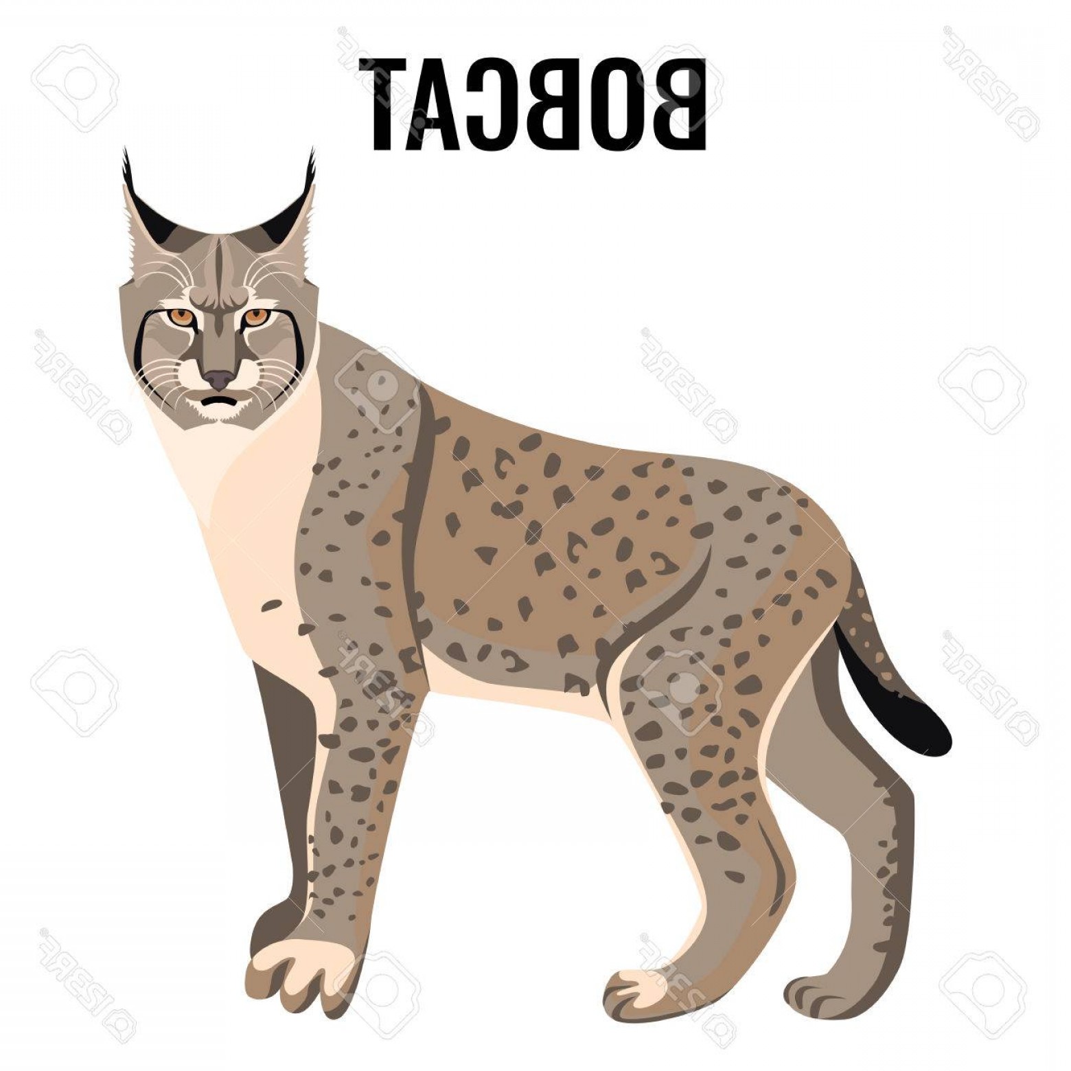 1560x1560 Bobcat Vector Hoodamathrun