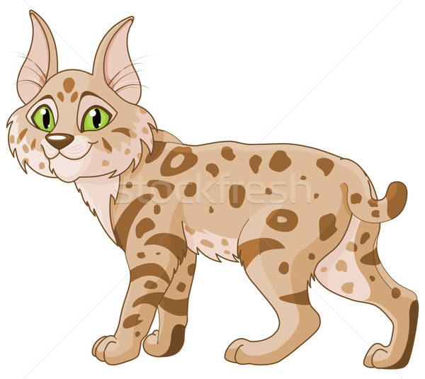 600x535 Bobcat Vector Illustration Anna Velichkovsky