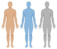 232x200 Human Body Outline Vector Vecteezy