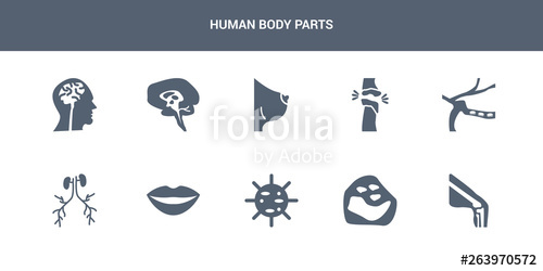 Body Parts Vector